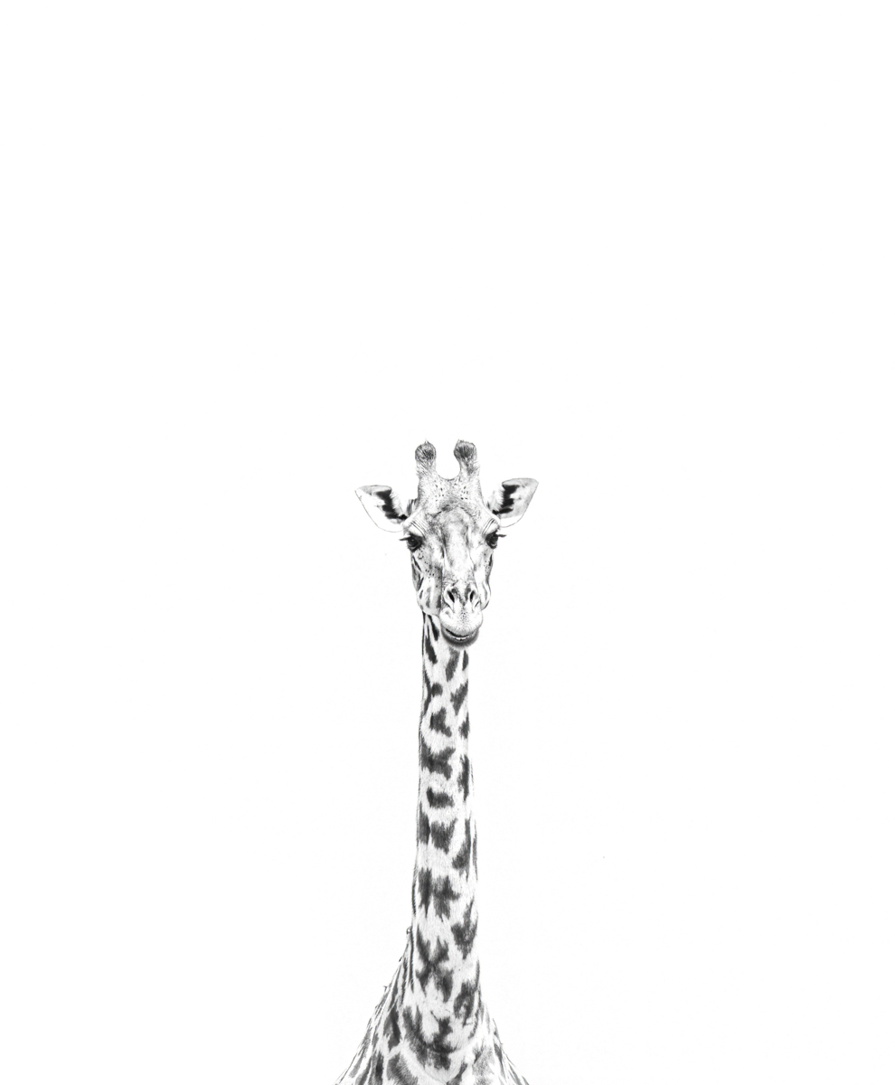 giraffeheadlong