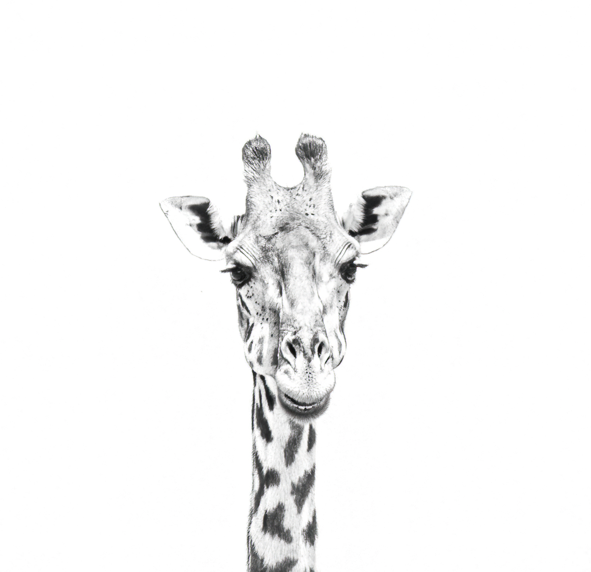 giraffehead